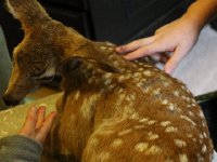 WIldlife Jan 2016